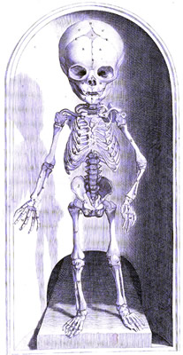 Child Skeleton, Bidloo